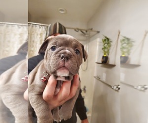 Olde English Bulldogge Puppy for sale in RATHDRUM, ID, USA