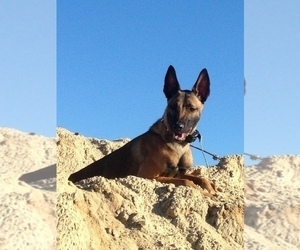 Mother of the Belgian Malinois puppies born on 08/23/2022