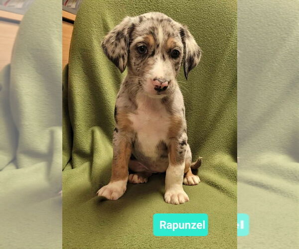 Medium Photo #1 Mutt Puppy For Sale in Richmond, IN, USA