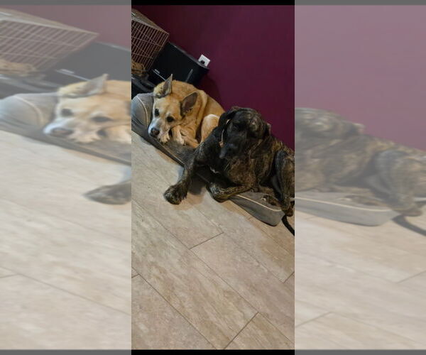 Medium Photo #4 Great Dane-Unknown Mix Puppy For Sale in Salt Lake City, UT, USA