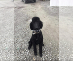 Small Photo #1 Goldendoodle Puppy For Sale in EFFINGHAM, IL, USA