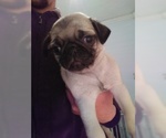 Small Photo #3 Pug Puppy For Sale in FRANKTON, IN, USA