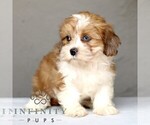 Small #3 ShihPoo