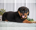 Puppy Dax Rottweiler