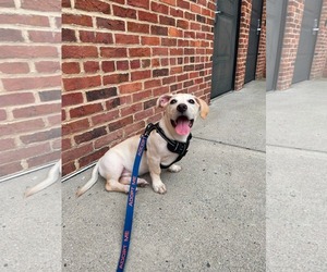 Kai - Male Mutt Dog for Adoption - Photo #6