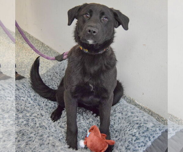 Medium Photo #4 Rottweiler-Unknown Mix Puppy For Sale in Huntley, IL, USA