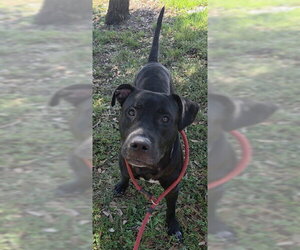 Labrador Retriever-Unknown Mix Dogs for adoption in Fort Lauderdale, FL, USA