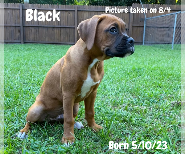 Medium Photo #3 Boxer Puppy For Sale in WEST COLUMBIA, SC, USA