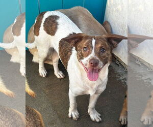 Paloma - Female Beagle-Unknown Mix Dog for Adoption - Photo #3