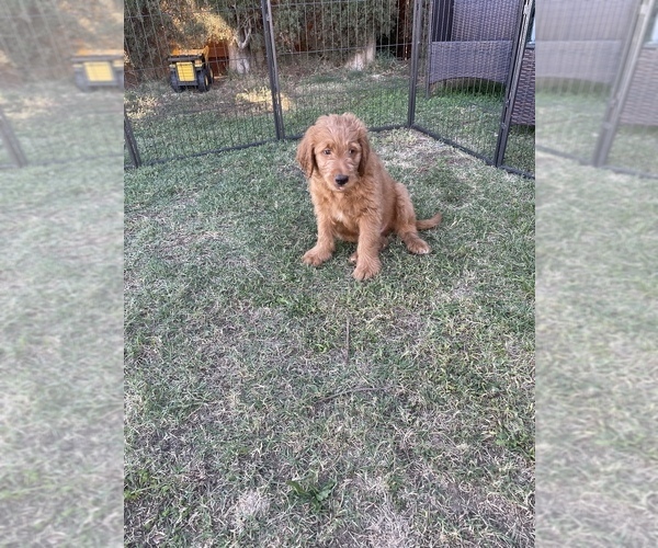 Medium Photo #18 Goldendoodle Puppy For Sale in WOODLAND, CA, USA