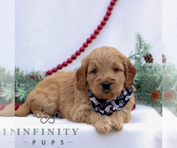 Medium Photo #3 Goldendoodle (Miniature) Puppy For Sale in NARVON, PA, USA