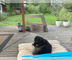 Small #4 Labrador Retriever Mix