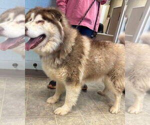 Alaskan Malamute Dogs for adoption in Rustburg, VA, USA