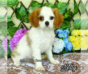 Cavalier King Charles Spaniel Puppy for sale in MIAMI, FL, USA