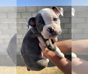 Olde English Bulldogge Puppy for sale in BAKERSFIELD, CA, USA