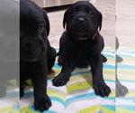 Small Photo #97 Labrador Retriever Puppy For Sale in OLYMPIA, WA, USA
