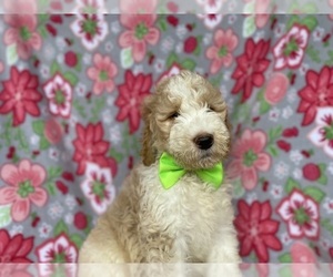 Goldendoodle Puppy for sale in LANCASTER, PA, USA
