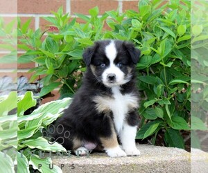 Miniature Australian Shepherd Puppy for Sale in NEW PROVIDENCE, Pennsylvania USA