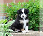 Small Miniature Australian Shepherd