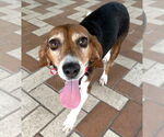 Small #4 Beagle