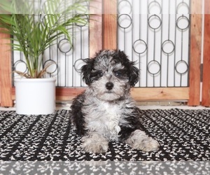 Poovanese Puppy for sale in NAPLES, FL, USA