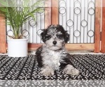 Small Photo #1 Poovanese Puppy For Sale in NAPLES, FL, USA