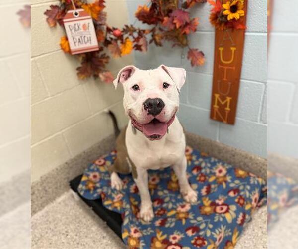 Medium Photo #1 American Pit Bull Terrier Puppy For Sale in Brighton, CO, USA