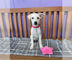 Labrador Retriever-Unknown Mix Dogs for adoption in Genesee, WI, USA