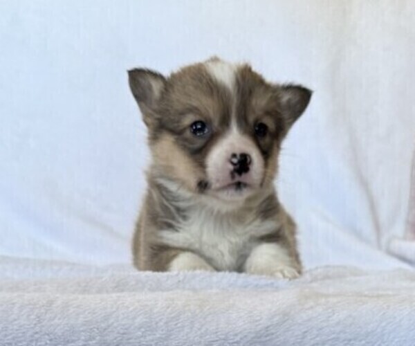 Medium Photo #4 Pembroke Welsh Corgi Puppy For Sale in STANLEY, WI, USA