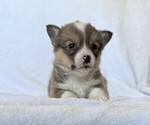 Small #3 Pembroke Welsh Corgi