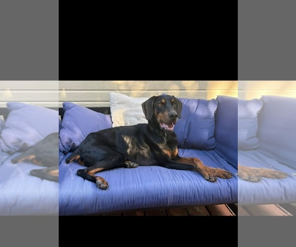 Medium Photo #1 Doberman Pinscher-Unknown Mix Puppy For Sale in Dallas, TX, USA