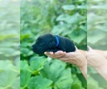 Small #4 Labrador Retriever