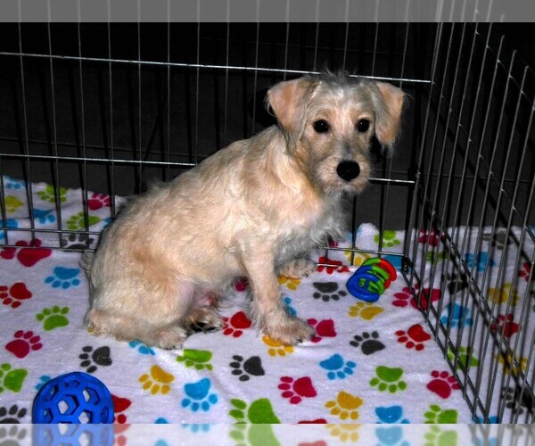 Medium Photo #5 Schnoodle (Miniature) Puppy For Sale in ORO VALLEY, AZ, USA