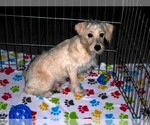 Small #4 Schnoodle (Miniature)