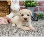 Small #18 Schnauzer (Miniature)