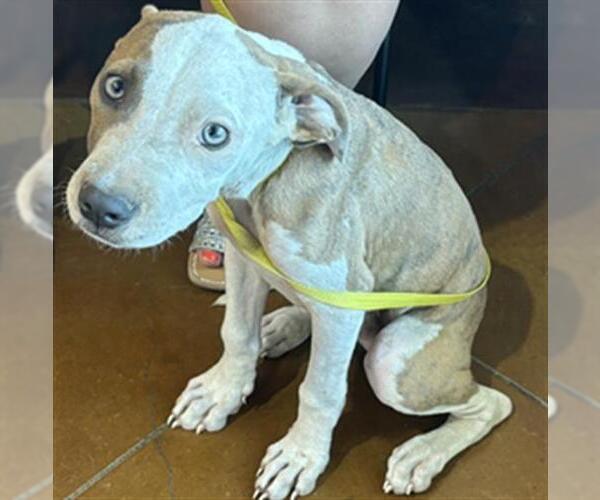 Medium Photo #1 American Pit Bull Terrier-Unknown Mix Puppy For Sale in Texas City, TX, USA