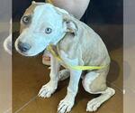 Small American Pit Bull Terrier Mix