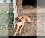 Small #5 Mutt