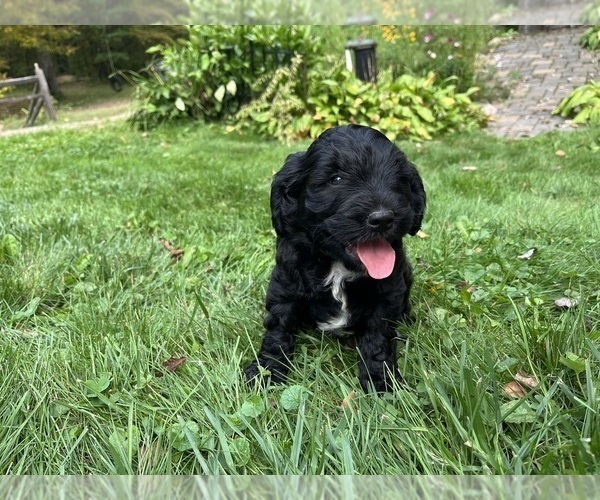 Medium Photo #5 Springerdoodle Puppy For Sale in CHETEK, WI, USA