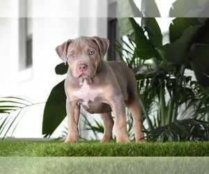 American Bully Puppy for Sale in DE LEON SPRINGS, Florida USA