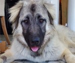 Small Photo #48 Anatolian Shepherd-Great Pyrenees Mix Puppy For Sale in AGOURA HILLS, CA, USA