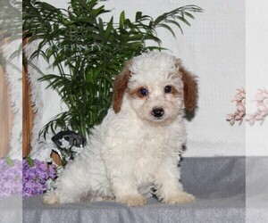 YorkiePoo Puppy for Sale in RISING SUN, Maryland USA