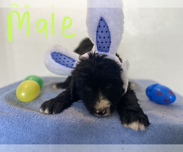 Medium Photo #2 Sheepadoodle Puppy For Sale in MONTEVIEW, ID, USA