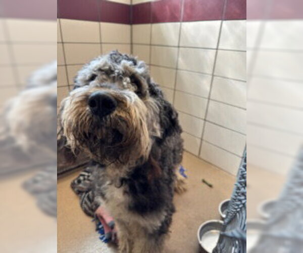 Medium Photo #1 Bernedoodle Puppy For Sale in Fort Wayne, IN, USA