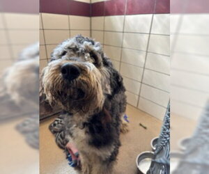 Bernedoodle Dogs for adoption in Fort Wayne, IN, USA