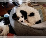 Puppy Bella Cavachon