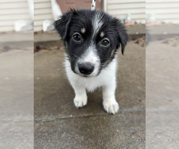Medium Photo #2 Scottish Collisky Puppy For Sale in Evansville, IN, USA