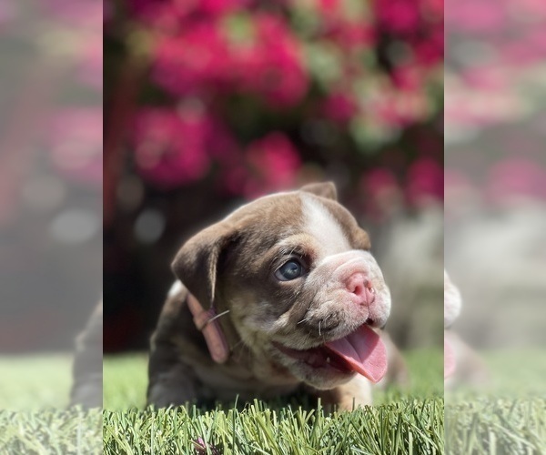Medium Photo #7 Bulldog Puppy For Sale in LOS ANGELES, CA, USA