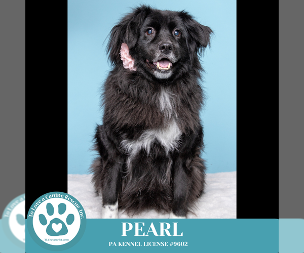 Medium Photo #17 Mutt Puppy For Sale in Kimberton, PA, USA