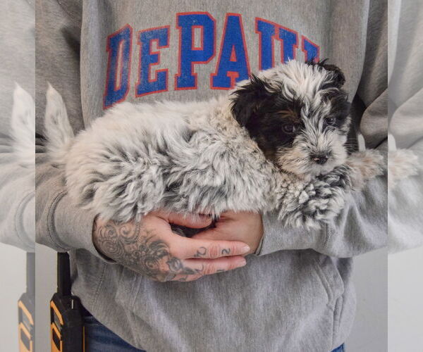 Medium Photo #2 Mutt Puppy For Sale in Huntley, IL, USA